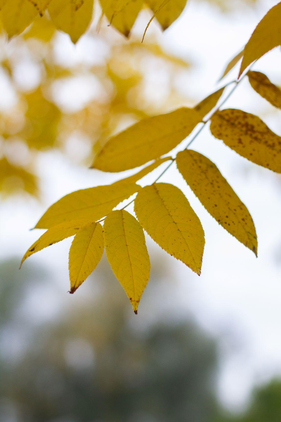 Volwassen Zwarte walnotenboom | Hoogstam