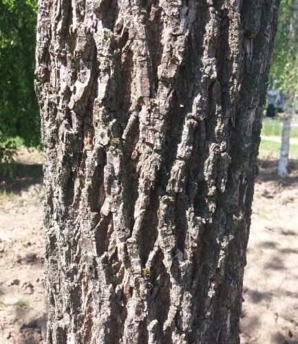 Volwassen Zwarte walnotenboom | Hoogstam