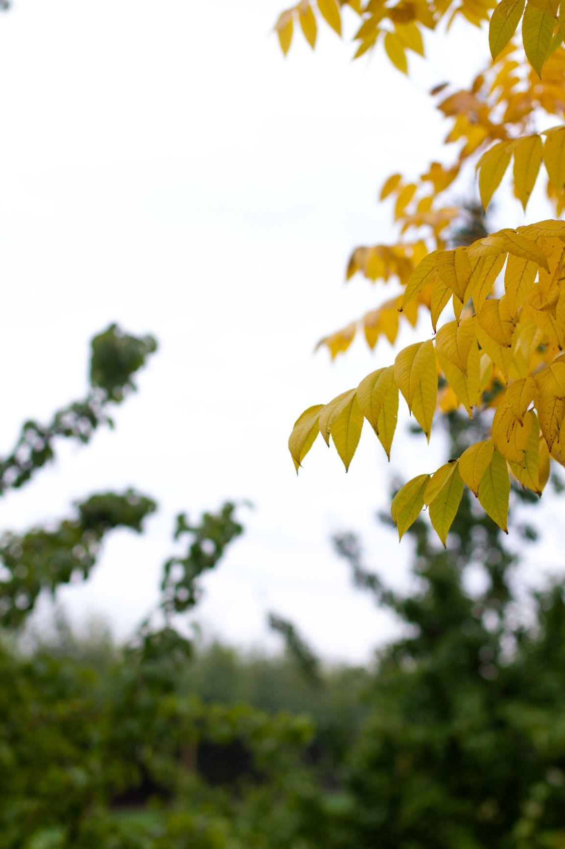 Volwassen Zwarte walnotenboom | Hoogstam