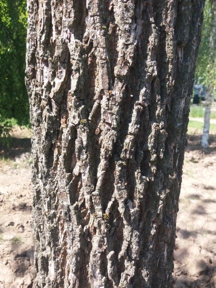 Volwassen Zwarte walnotenboom | Hoogstam