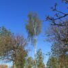 Volwassen Zweedse berk | Hoogstam