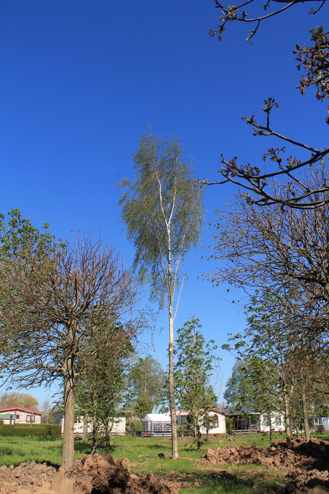 Volwassen Zweedse berk | Hoogstam