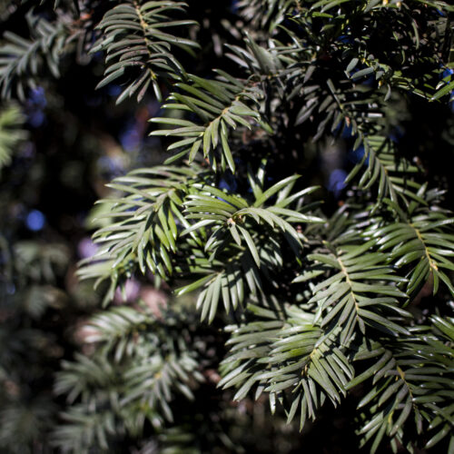 HSCB_Webshop_Briennissen_IMG_5411 Jonge Noorse Esdoorn 'Eurostar' | Hoogstam