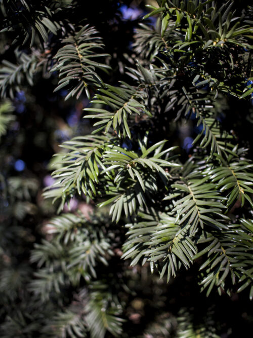 HSCB_Webshop_Briennissen_IMG_5411 Noorse Esdoorn 'Eurostar' | Hoogstam