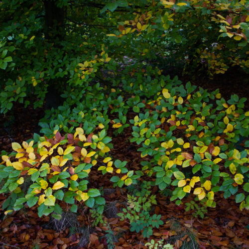 Herfst_Shoot2_IMG_9195_69 Taxus | Haagvorm