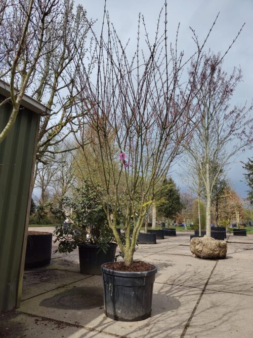 Japanse esdoorn 'Arakawa' | Meerstammig