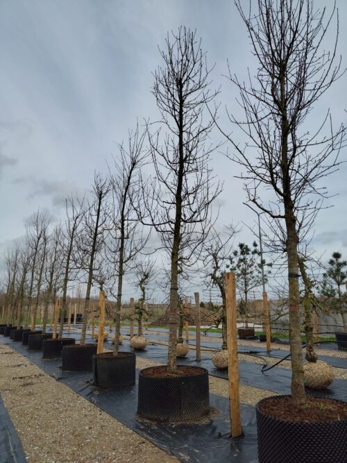 Appelboom 'Cox Orange Pippin' | Hoogstam