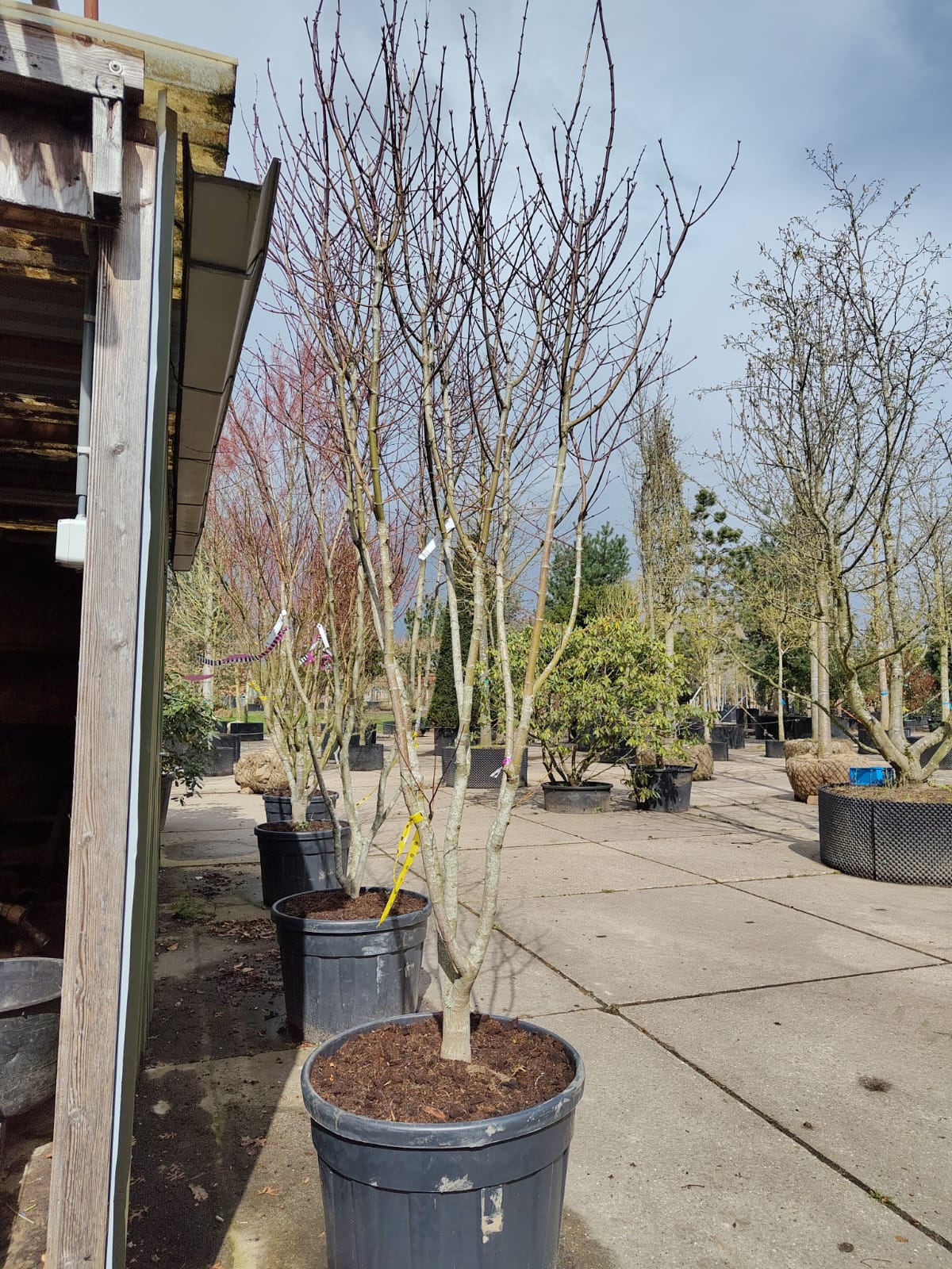 Japanse esdoorn 'Trompenburg' | Meerstammig