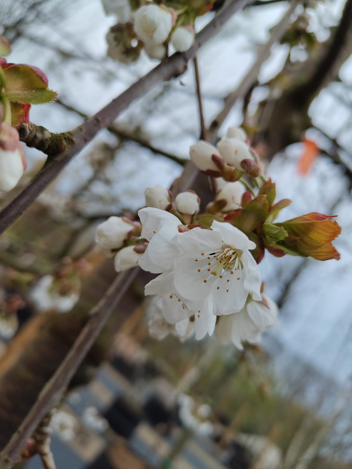 Kersenboom 'Kordia' | Laagstam