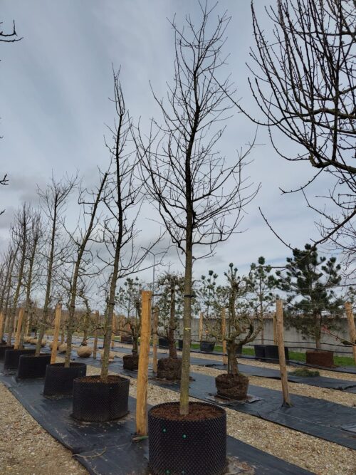 Appelboom 'Notarisappel' | Hoogstam