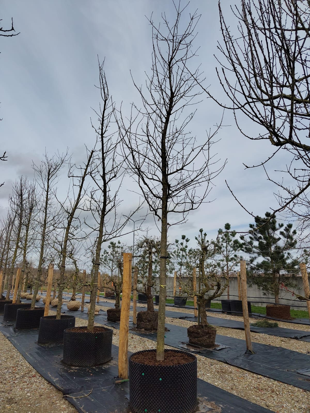 Appelboom 'Alkmene' | Hoogstam