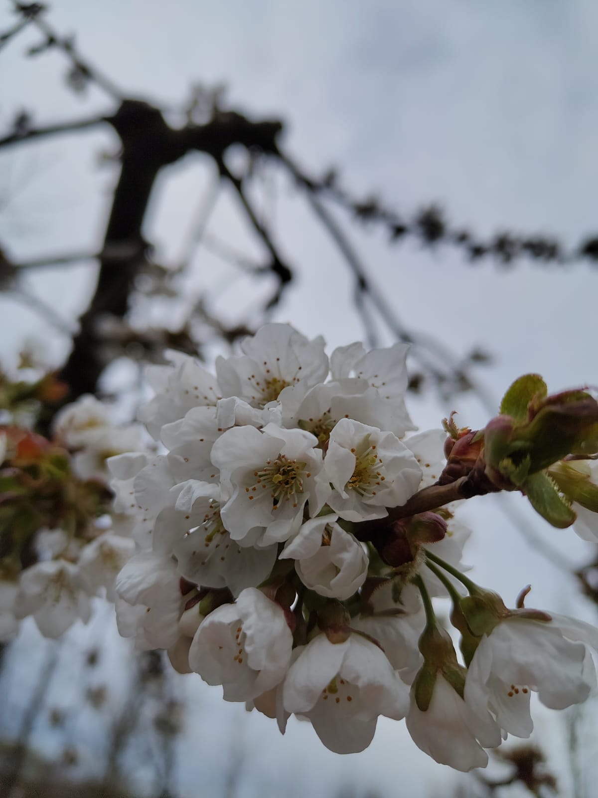 Kersenboom 'Kordia' | Laagstam