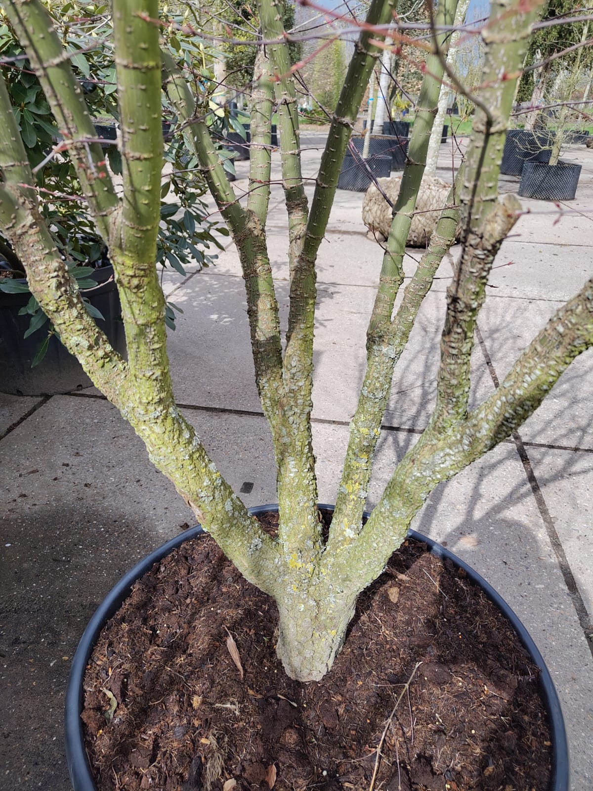 Japanse esdoorn 'Arakawa' | Meerstammig