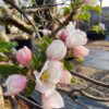 Appelboom 'Delbare' | Laagstam