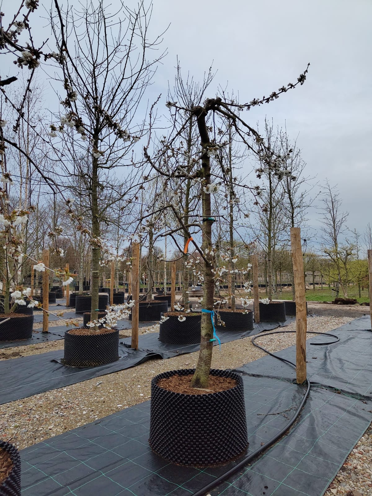 Kersenboom 'Kordia' | Laagstam