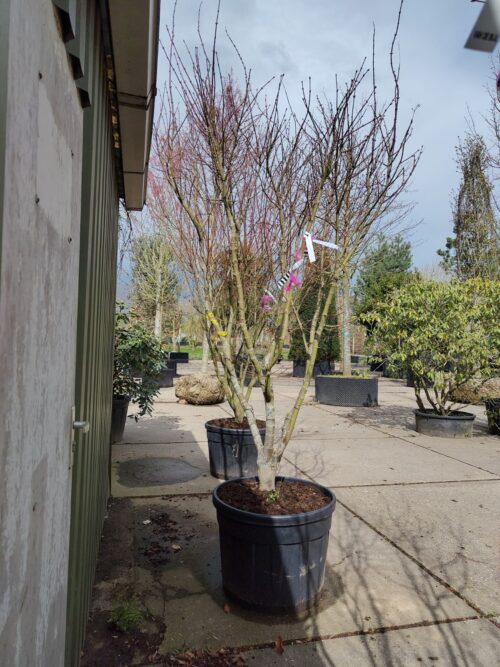 Japanse esdoorn 'Osakazuki' | Meerstammig