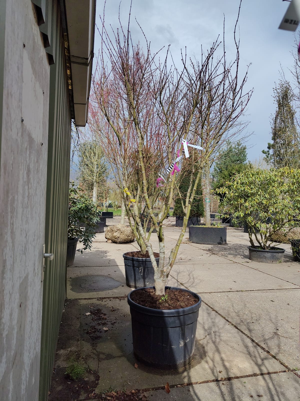 Japanse esdoorn 'Osakazuki' | Meerstammig