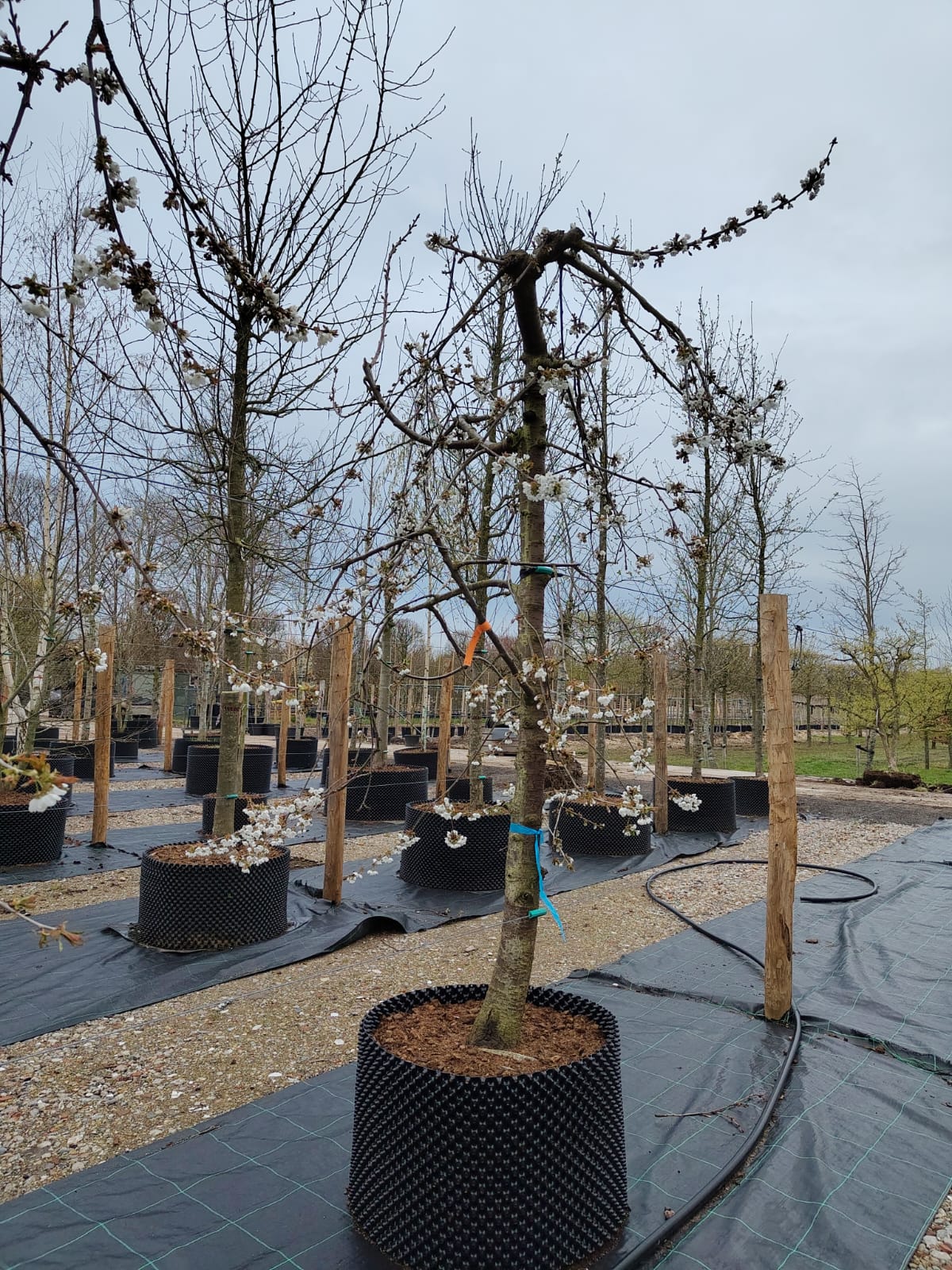 Kersenboom 'Kordia' | Laagstam