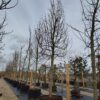 Appelboom 'Alkmene' | Hoogstam
