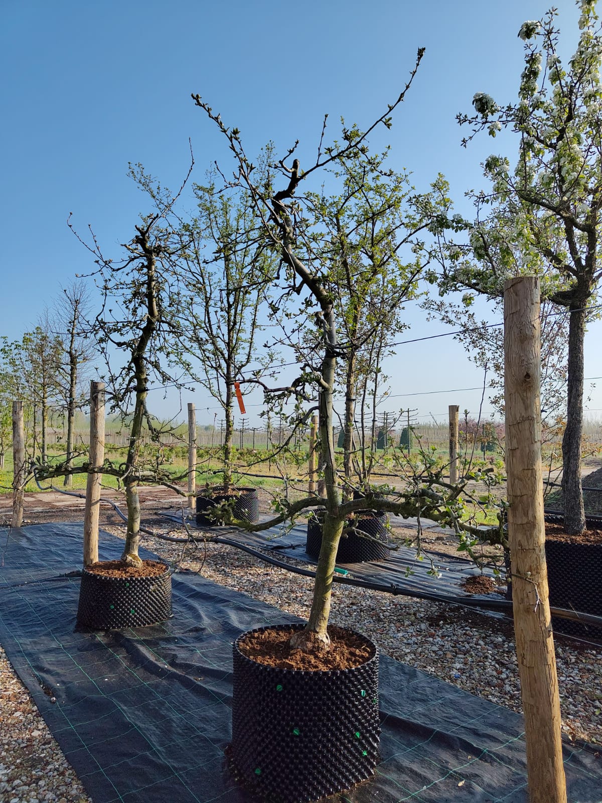 Appelboom 'Delbare' | Laagstam