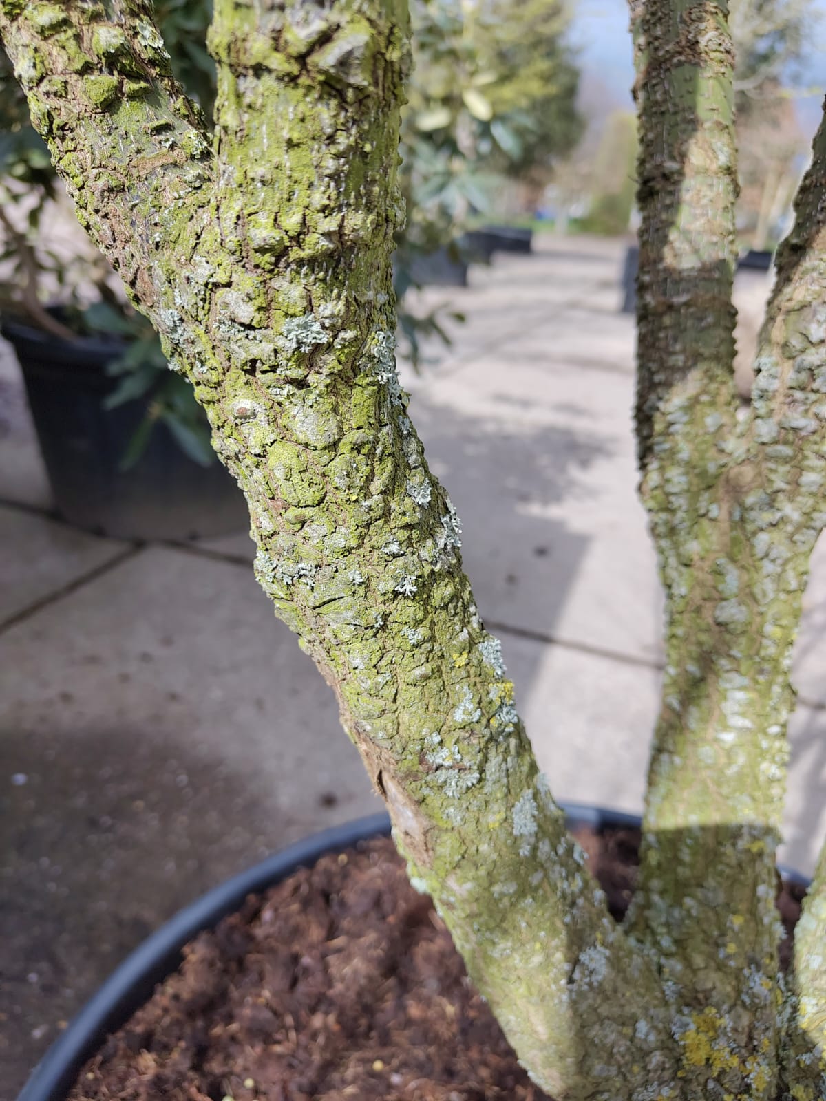 Japanse esdoorn 'Arakawa' | Meerstammig