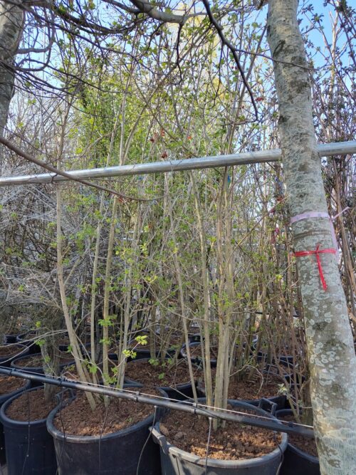 e033f4bd-450c-45dc-bd92-c98f79ab70d0 Gelderse roos | Struik