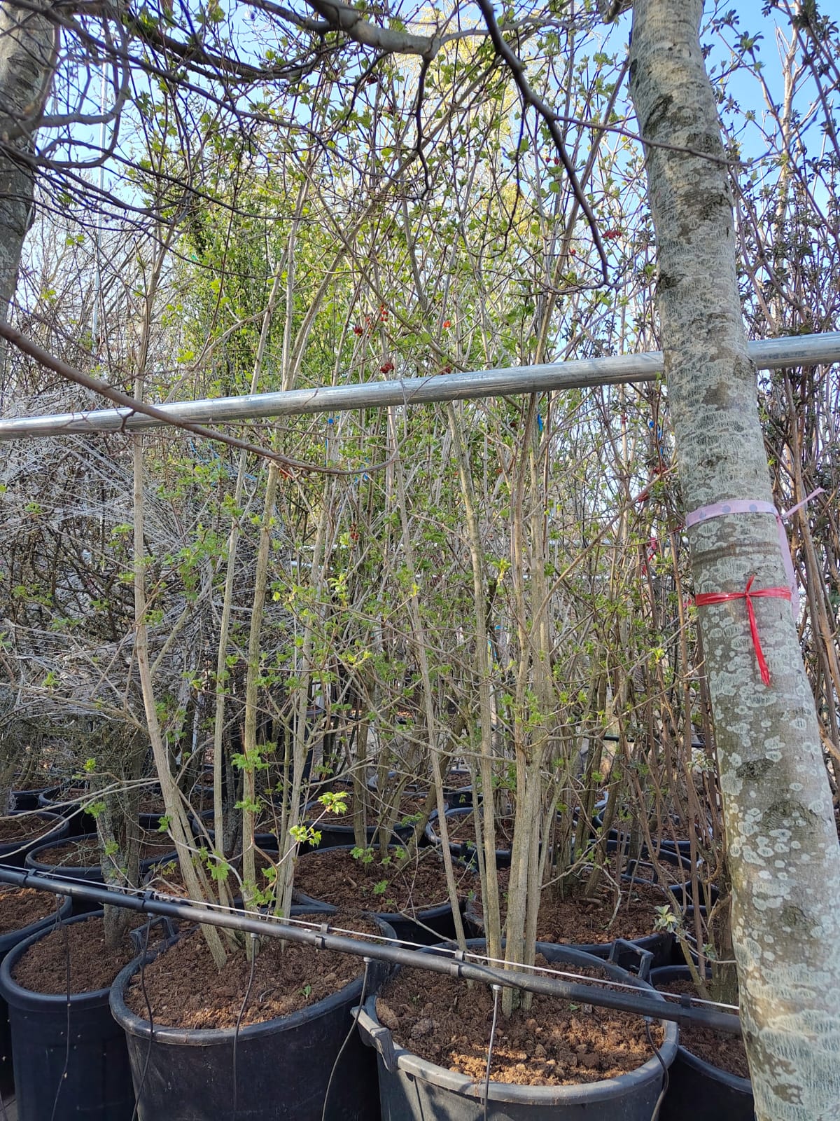 Gelderse roos | Struik