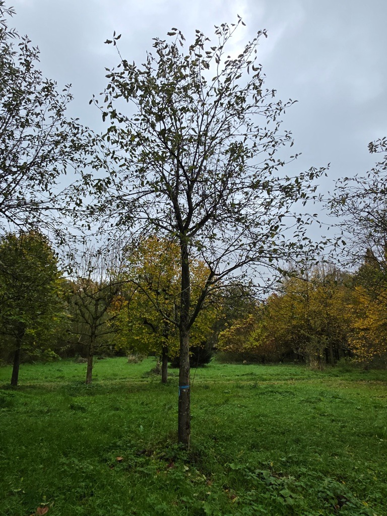 Appelboom 'Jacques lebel' | Hoogstam