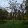 Appelboom 'Jacques lebel' | Hoogstam