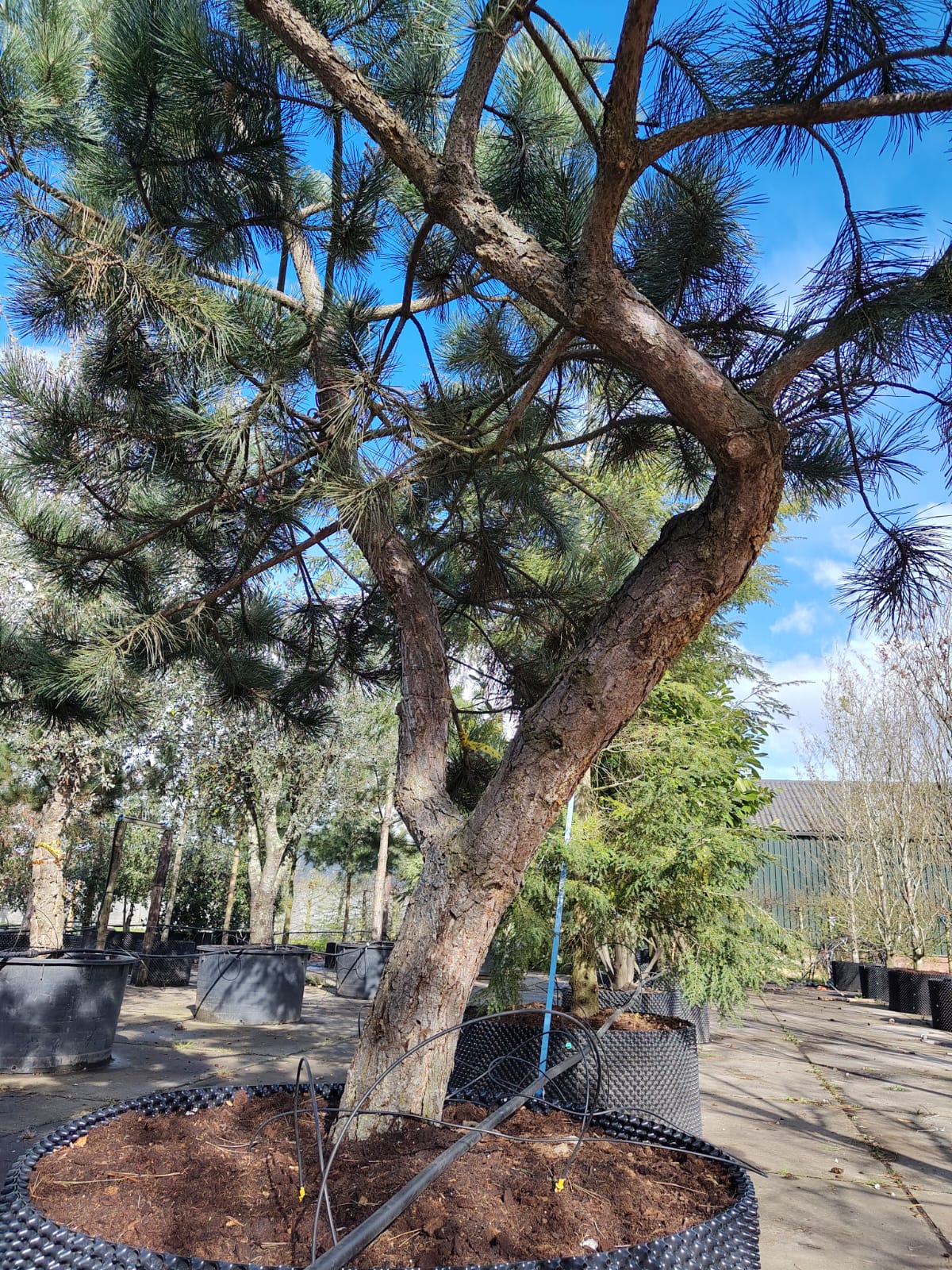 Grove den | Karakterboom