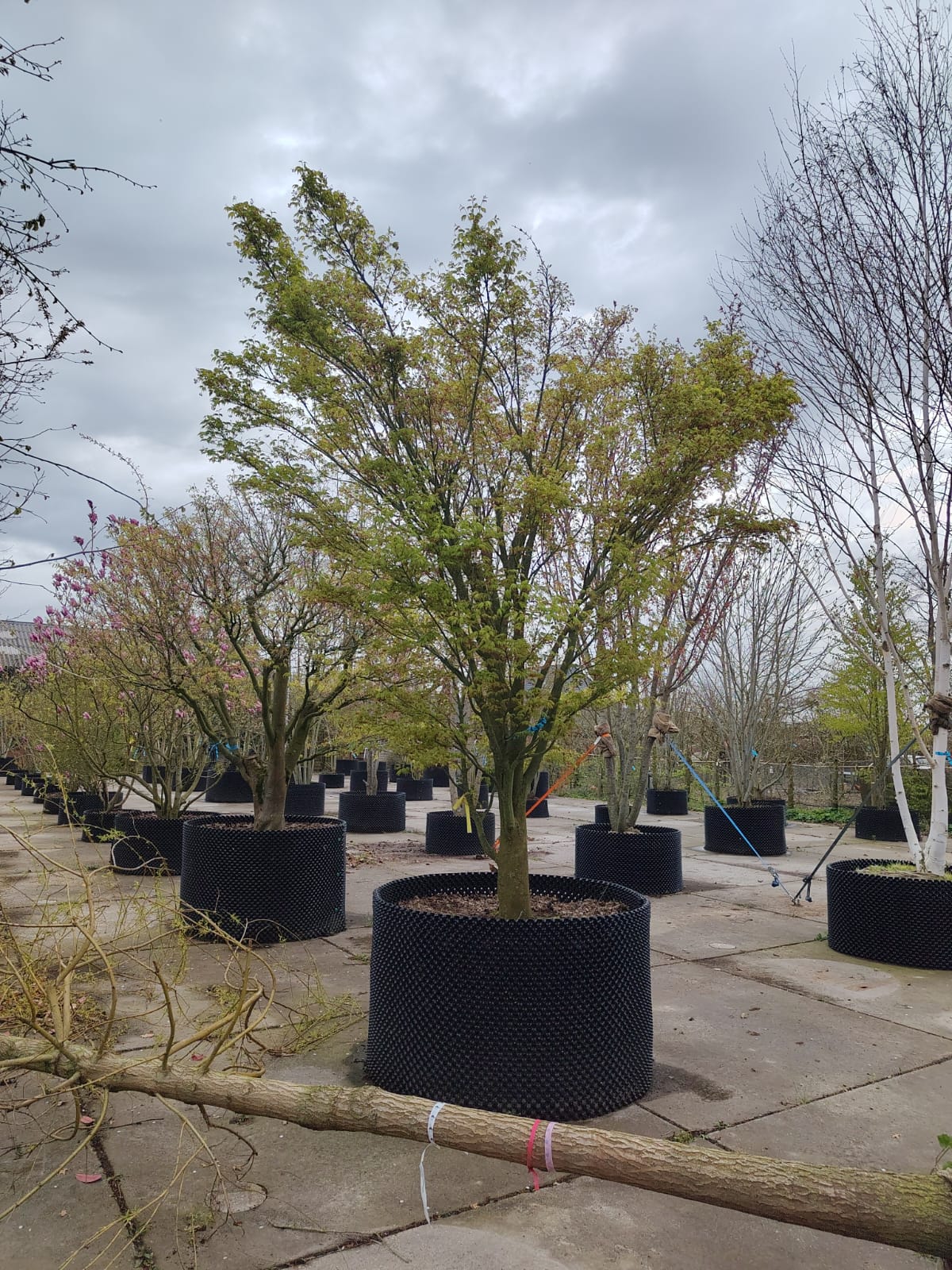 Japanse esdoorn | Karakterboom