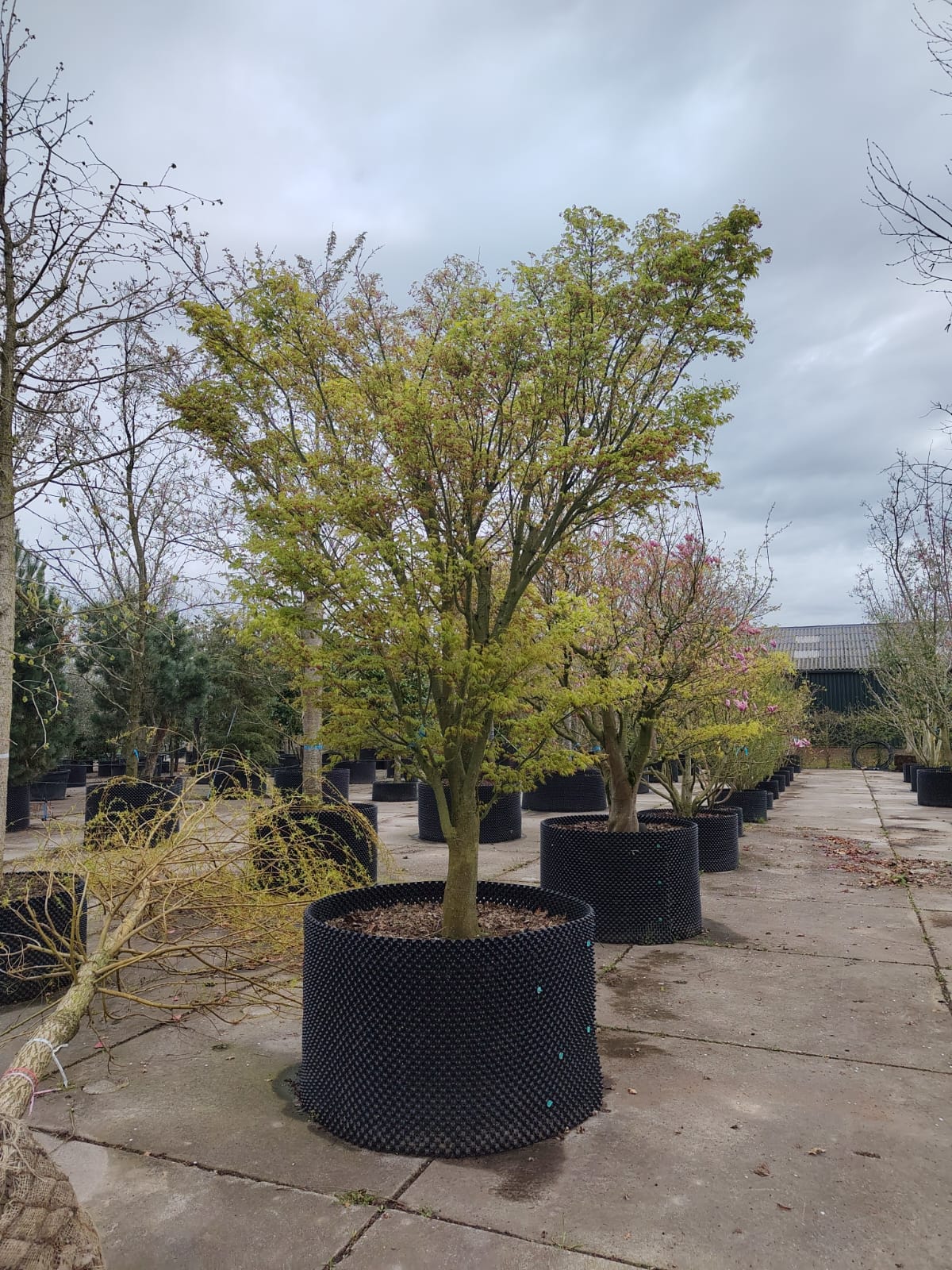 Japanse esdoorn | Karakterboom