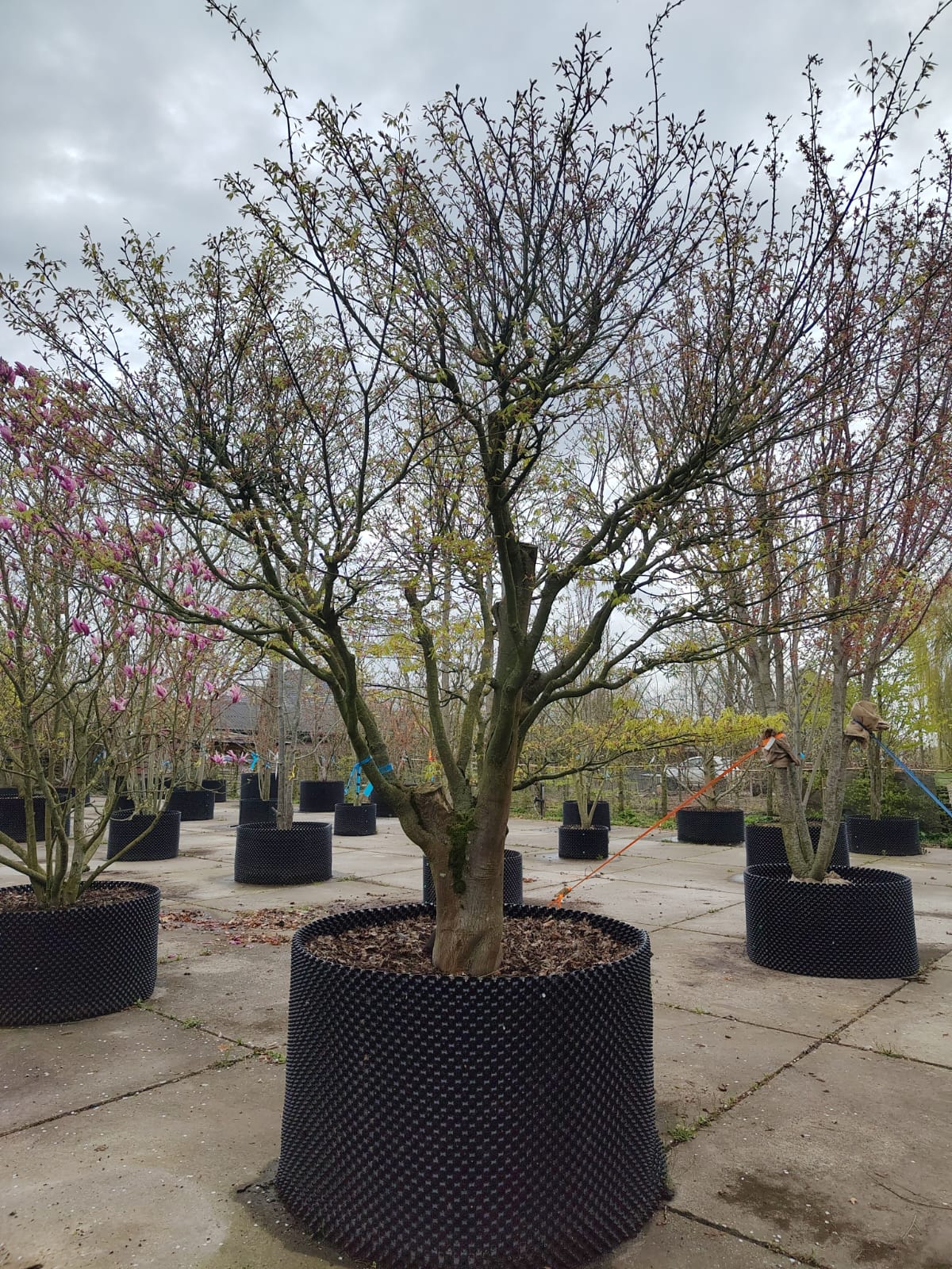 Japanse esdoorn | Karakterboom