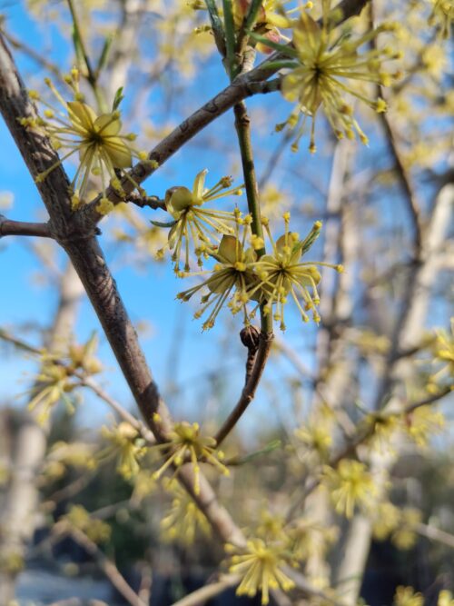 Gele kornoelje | Hoogstam