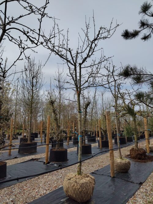 Appelboom 'Jonagold' | Halfstam