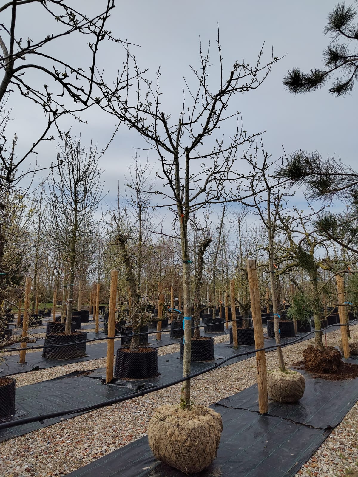 Appelboom 'Jonagold' | Halfstam