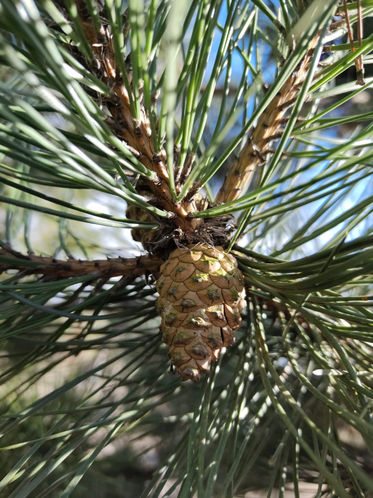 Grove den | Karakterboom