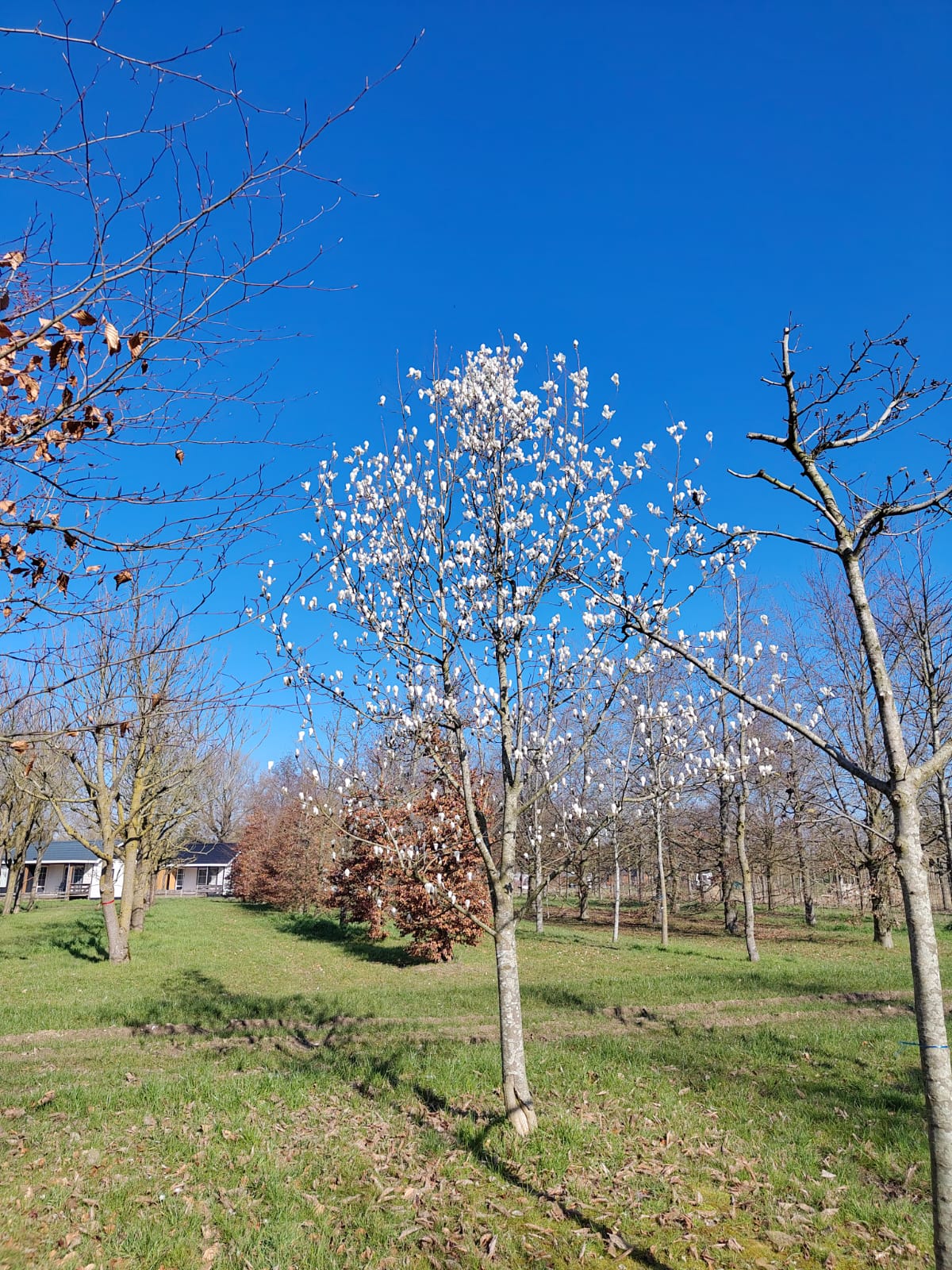 Japanse magnolia | Halfstam