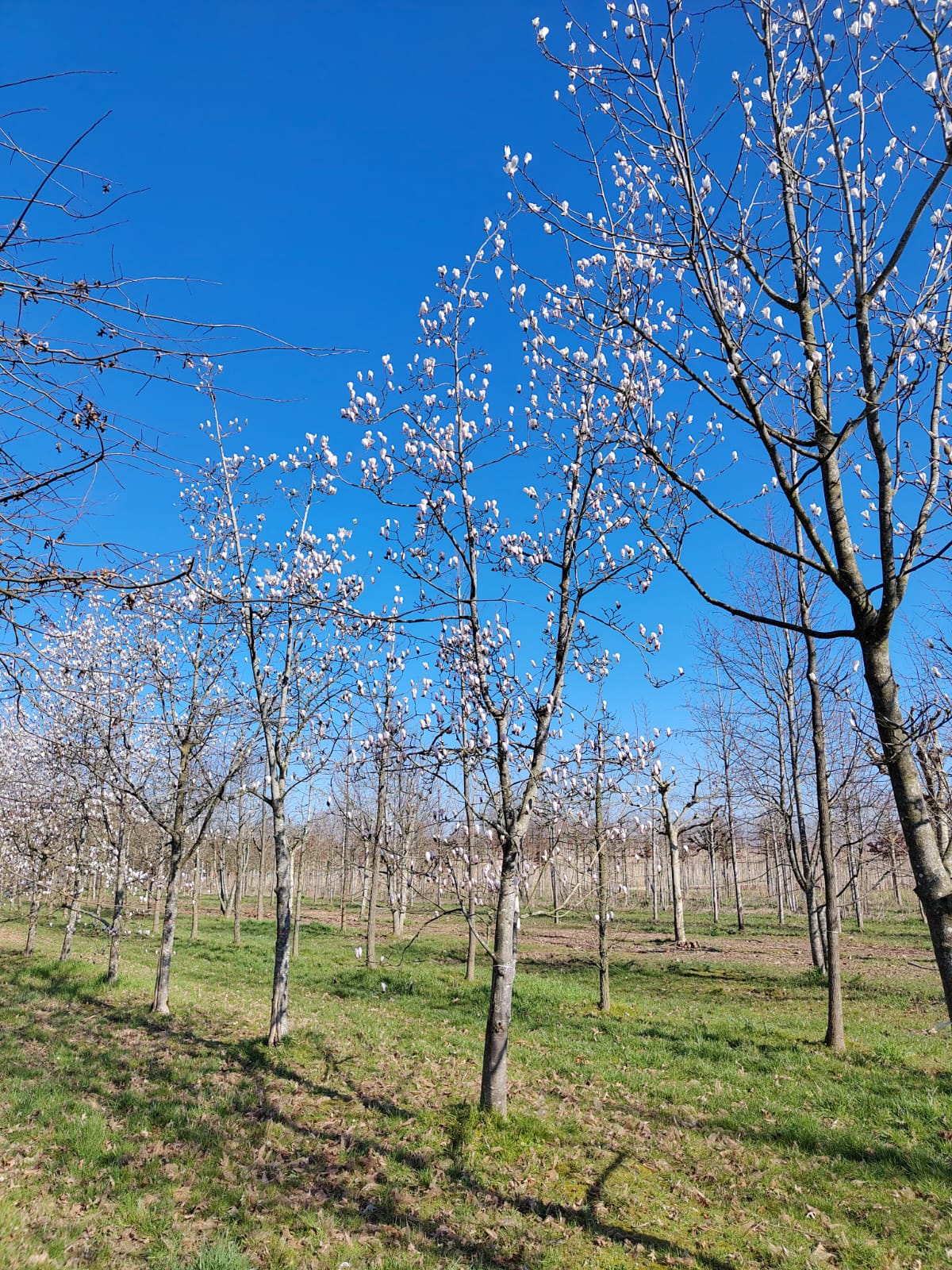 Japanse magnolia | Halfstam