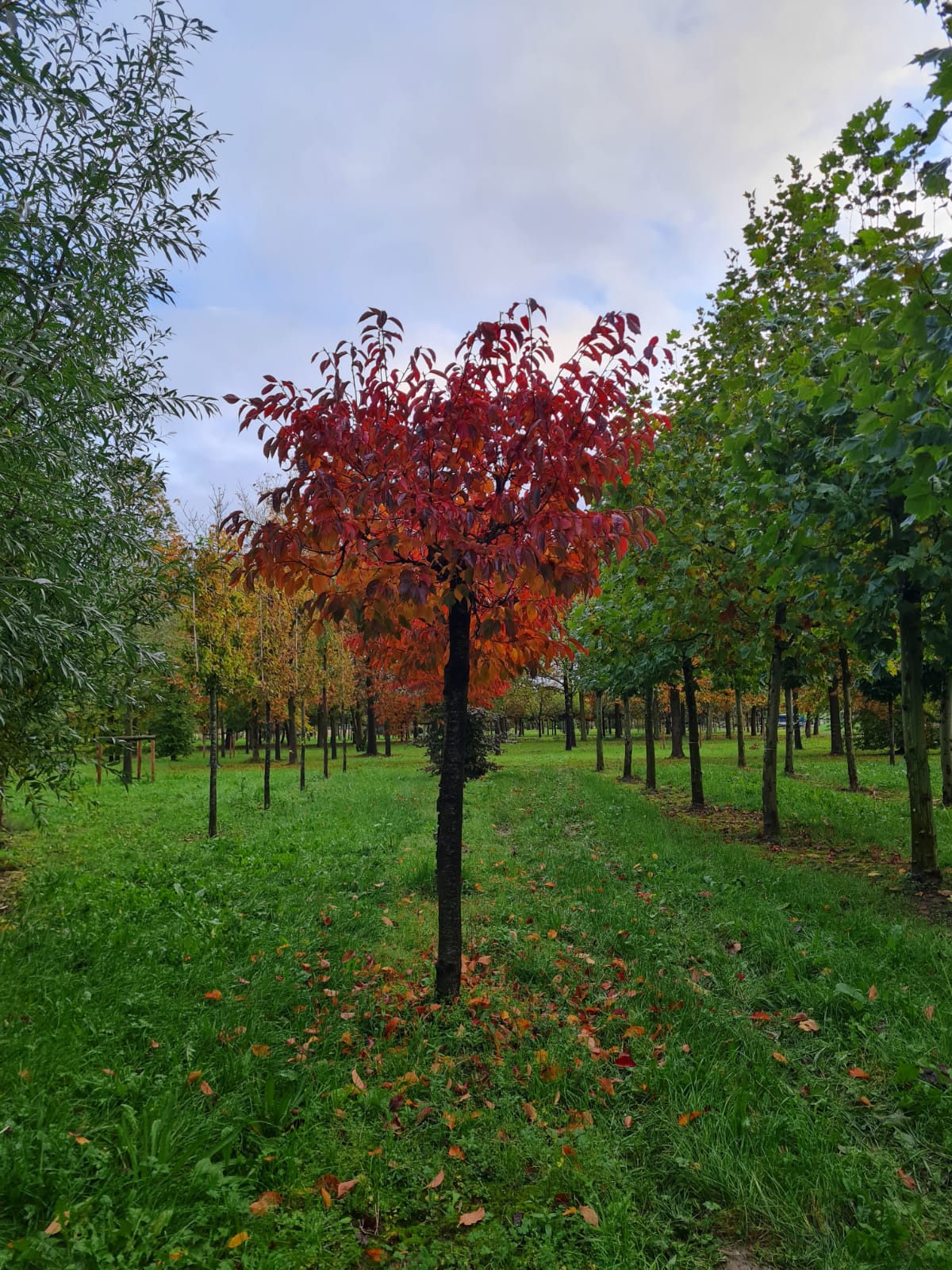 Japanse sierkers 'Sargent' | Op stam