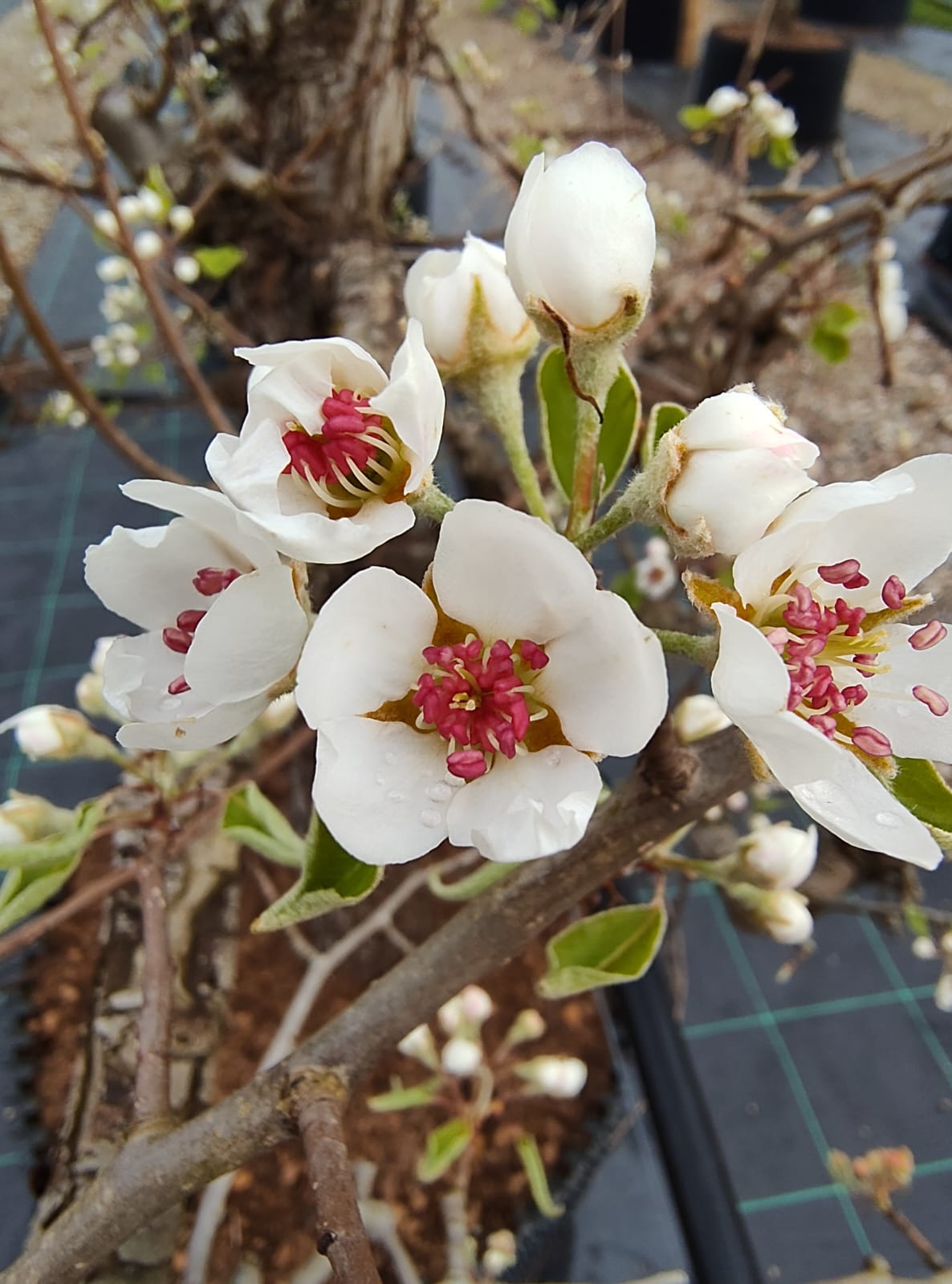 Perenboom Beurré Alexander Lucas | Laagstam