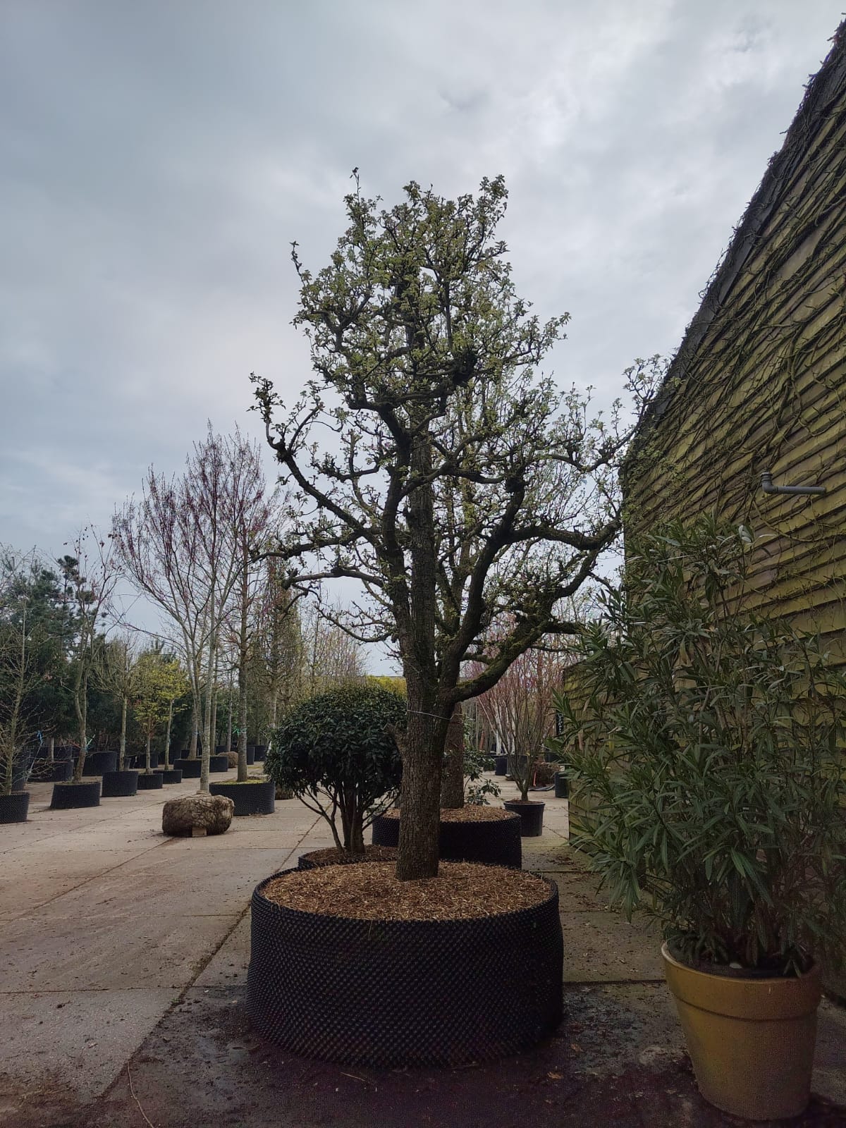 Perenboom 'Conference' | Halfstam