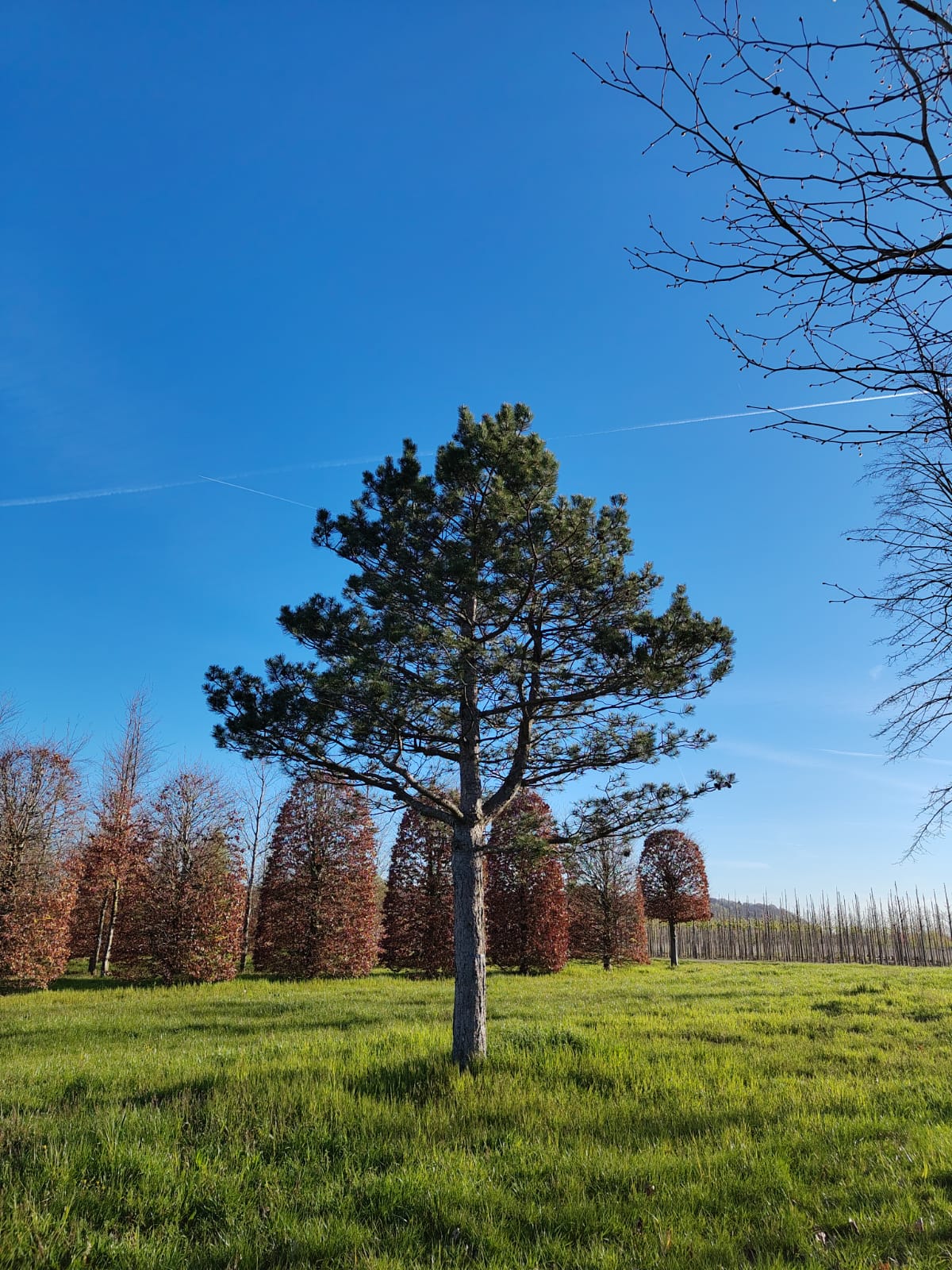 Zwarte den | Hoogstam
