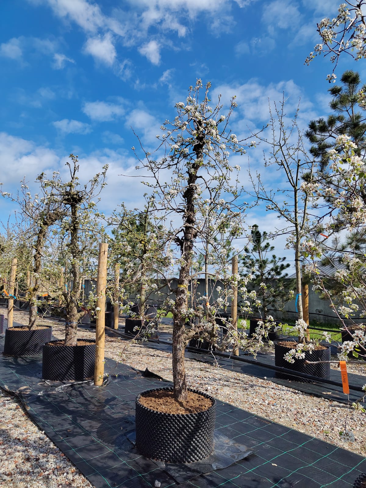 Perenboom Beurré Alexander Lucas | Laagstam