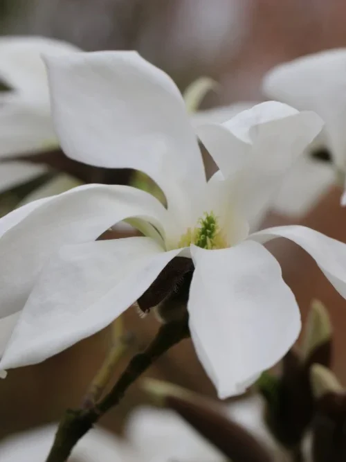 Japanse magnolia | Hoogstam