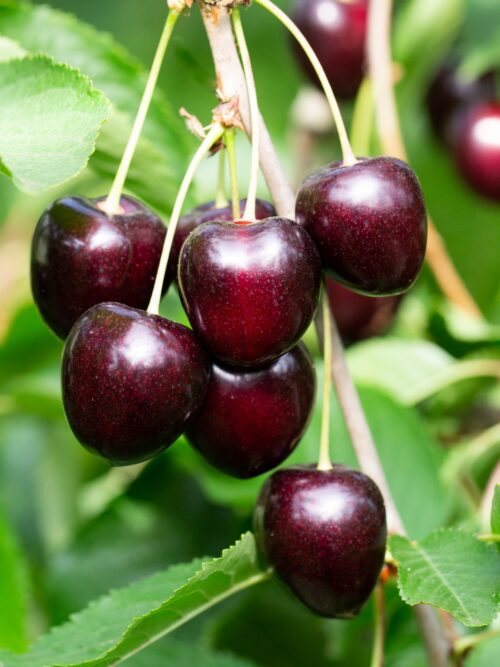 Kersenboom 'Kordia' | Laagstam