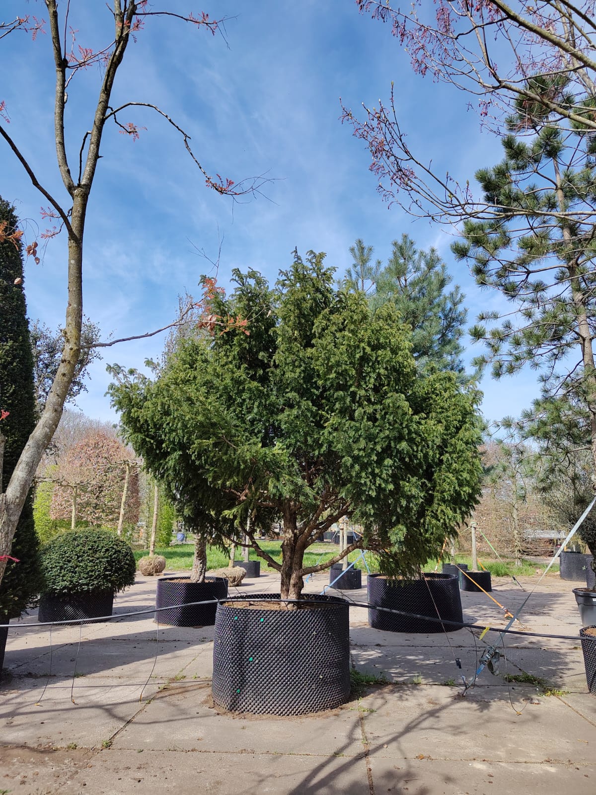 Taxus | Meerstammig Solitair