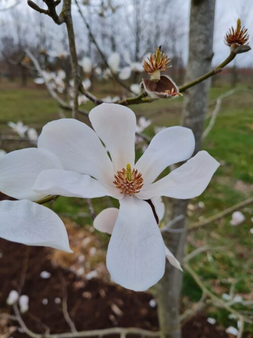 Japanse magnolia | Hoogstam