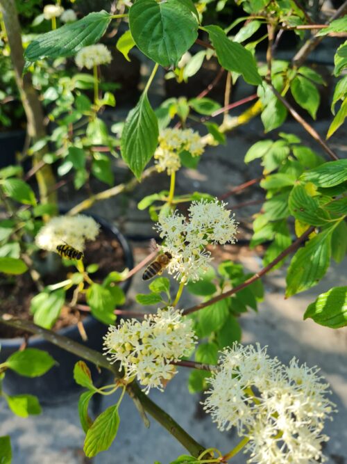 Gele kornoelje | Hoogstam