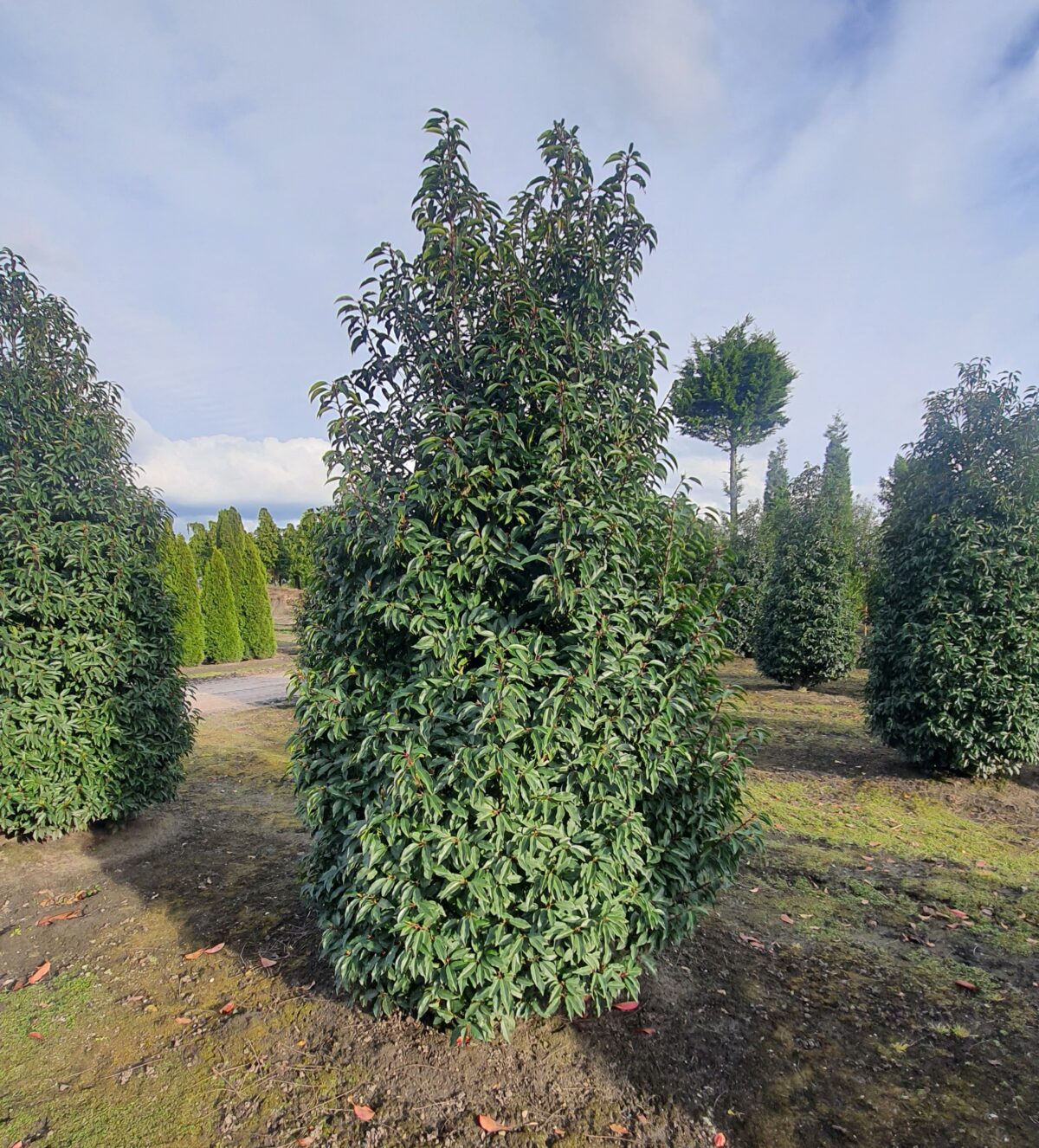 Portugese laurierkers | Solitaire struik